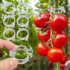 50-300Pcs Plastic Plant Support Clips Reusable Plastic Ties Trellis Stake Clips Greenhouse Holder for Garden Tools Accessories