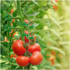 Plant Clips for Climbing Plants,Tomato Trellis Garden Vine Strapping Bundled Buckle Clips,Plastic Trellis Plant Support Clips