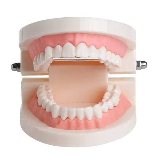 PVC Dental Model, giant teeth for teaching dentist toys Standard Demonstration Typodont Teeth Model for Dentis