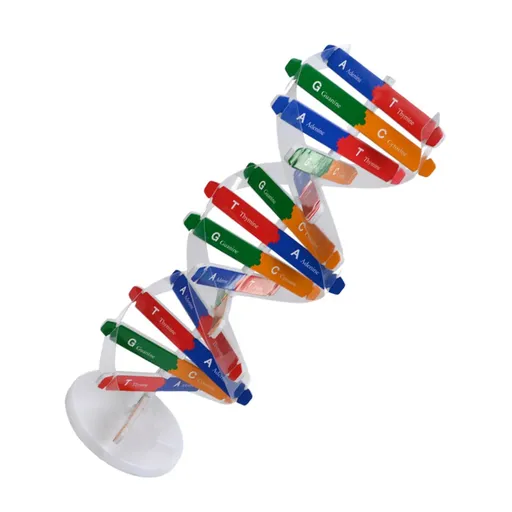 DNA Double Helix Model of Molecular Structure, DNA Assembly Model, Classroom Teaching, Double Helix Model, Human Body Model