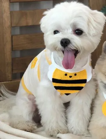 Pet Scarf Wool Lace Up Cat Dog Tape saliva towel-yellow bee M (lace neck adjustment 64cm; Shawl neck 30-35cm)