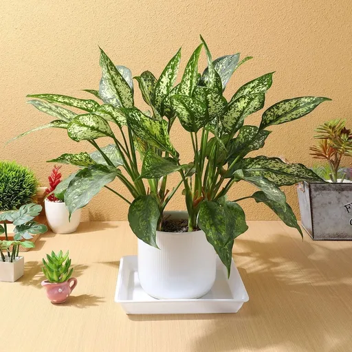 White Resin Plant Pot Plates of 10 for Garden Use, and Lightweight