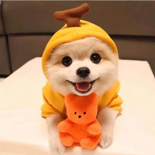 Pet Hooded Sweatshirt Cotton Autumn Winter (drawstring style) hooded banana sweater 2XL (bust 62CM about 8.00 kg-11.00 kg pets)