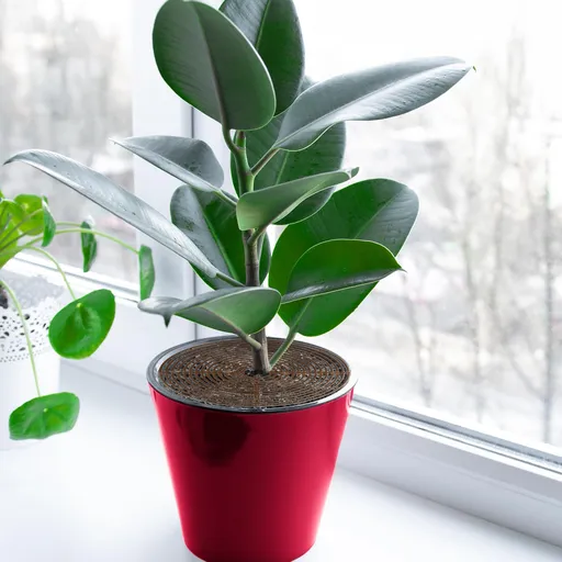 3 Pack Plant Pot Covers for Indoor Plants, 19cm Adjustable Soil Protectors, Keep Cats Out of Potted Plants, Indoor Plant