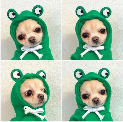 Shine Pet Hoodie Dog Cat Fruit Design Hooded two-legged hoodie green frog XS (bust 32CM about 1.00 kg-2.00 kg pets)
