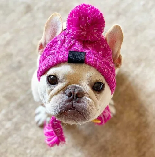 Shine Pet Hat Wool Thread Dog Cat S hat wool braid purple M
