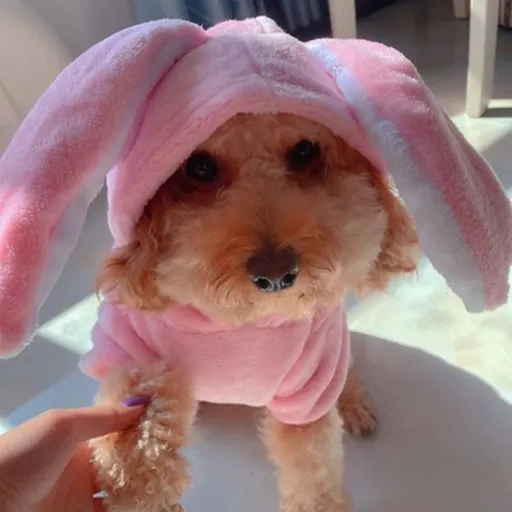 Pet Clothes Shine Coral Fleece Rabbit Costume Four-Leg Flannel Extra-Long-Eared Rabbit Transformation Clothes XS back length 20cm