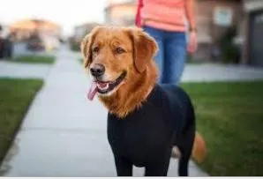 Shine Dog Cat Four Leg Clothes Polyester Four Leg Stretch Sexy Clothes Pure Black L (chest circumference 61 back length 63cm)