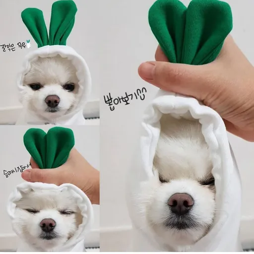 Shine Pet Hoodie Dog Cat Fruit Design Drawstring white radish XL (bust 56CM about 6.00 kg-8.00 kg pets)