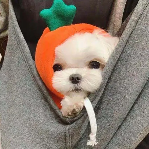 Pet Hooded Sweatshirt Cotton Autumn Winter (Drawstring) Orange Carrot Sweat S (bust 38CM about 2.00 kg-3.00 kg pets)