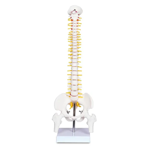 Mini Human Spine Model for Kids, 17’’ Vertebra Model with Stand for Medical Students, Osteopaths and Chiropractors