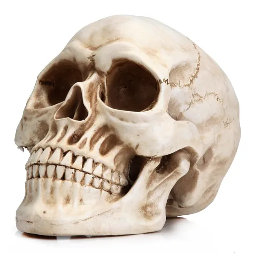 Full size 1:1, human life size skull model, 7.7 x 5.4 x 5.9 inch. It's perfect for Halloween party and home decorations.