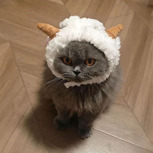 Pet Cat Hat AMOOR Sheep Costume M Lamb Hat