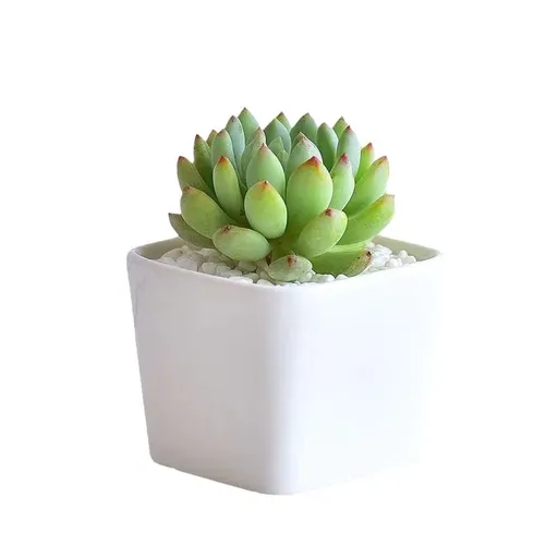 Succulent Potted with Pots for Home Living Room Dining Room Office Decorative Artificial Ficus Faux Plants（6pcs unplanted）