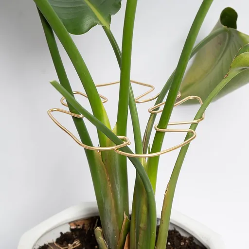 Gold Indoor Plant Stand for Climbing Plants - Plant Support Holder
