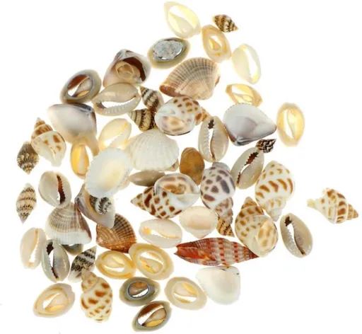 Mini Decorative Shells - Various Types - Approx. 1 CM - Total 40 Grams