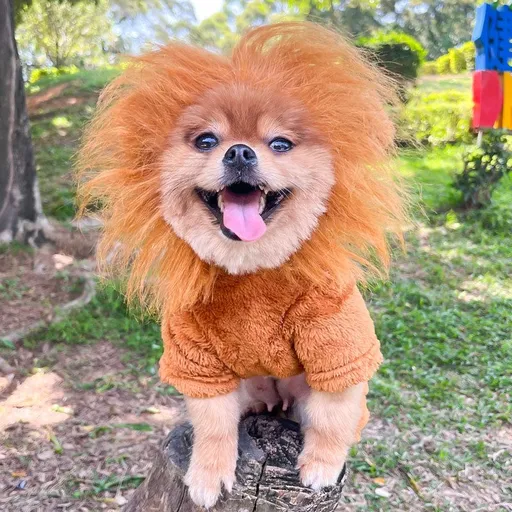 Dog Cat Costume Lion Leopard Zebra Warm Golden Lion King 4-leg Flannel S (Bust 35, Back Length 25cm)