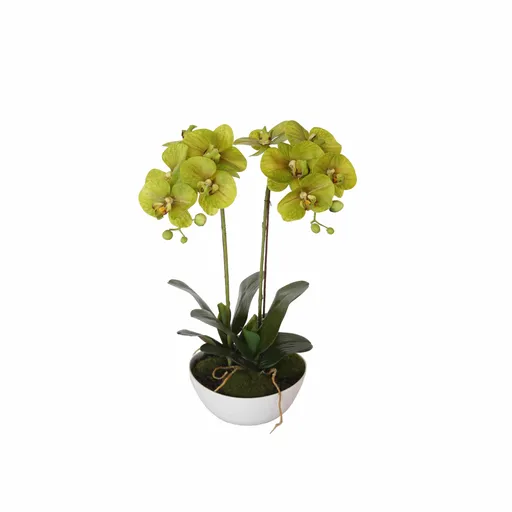 Artificial Potted Orchid Two Stem 50cm Cream