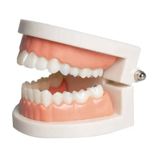 1 Pack Standard Teeth Model Adult Standard Typodont Demonstration Denture Model for Kids Dental Teaching, Clean Display