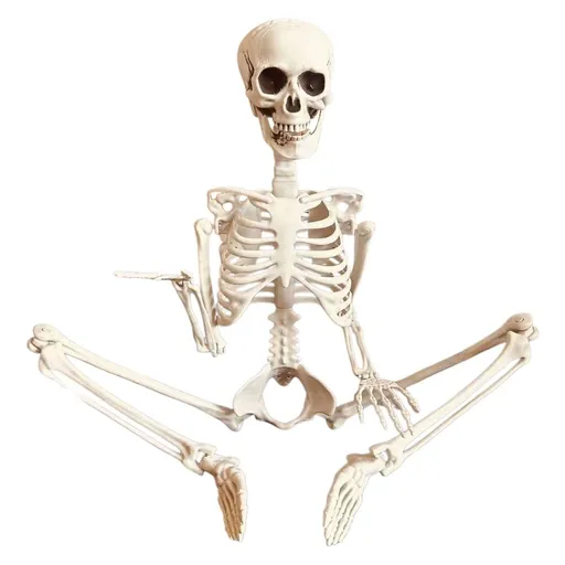 Life Size Posable Halloween Skeleton Realistic Movable 35 Inch for Indoor Outdoor Spooky Decor