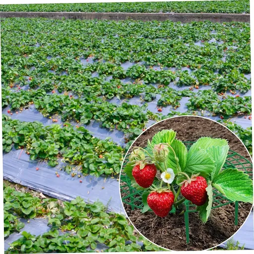 6 Pack Strawberry Growing Stand Strawberry Fruit Protection Support Stand Strawberry Plant Growing Stand