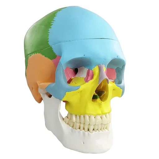 Newest Anatomy Skull Model,Human Medical Skull Model Dental ClinicTeaching Equipment,Medical Teaching Learning