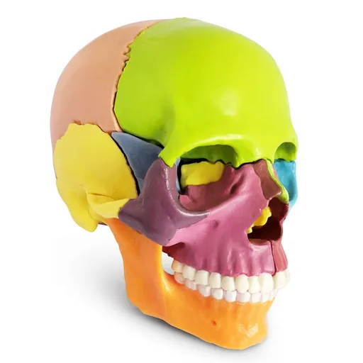 New Anatomy Skull Model 15 Parts Human Anatomy Exploded Skull Detachable Palm-Sized Mini Human Color Medical Skull Model