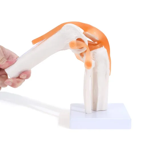 Anatomical Medical Knee Joint with Ligaments Model, Life-Size, for Medical Teaching Students Study Science Education