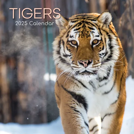 Tigers - 2025 Square Wall Calendar Pets Animals 16 Months Premium Planner Gift