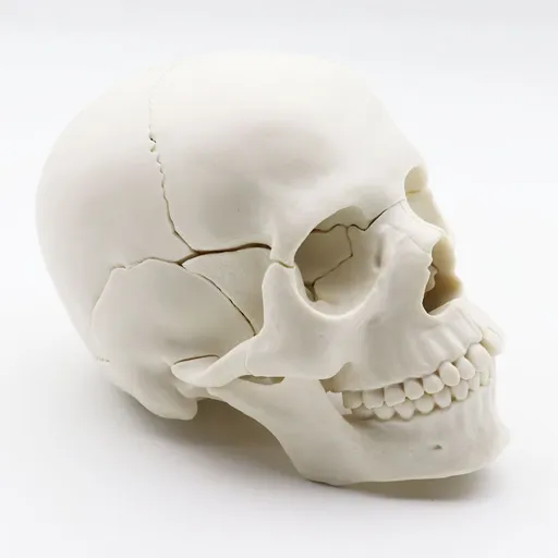 Human Skull Anatomical Model, Life Size Replica Adult Human Anatomy Head Model with Removable Skull Cap and Articulated Mandible