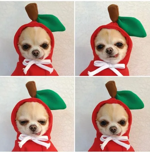 Shine Pet Hoodie Dog Cat Fruit Design Hooded Leg Sweater Red Apple 2XL (bust 62CM about 8.00 kg-11.00 kg pets)