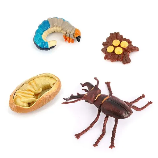 4PCS Stag Beetle Animal Life Cycle,Insect Growth Cycle Model,Hand Painting Animal Figures,Educational Toy