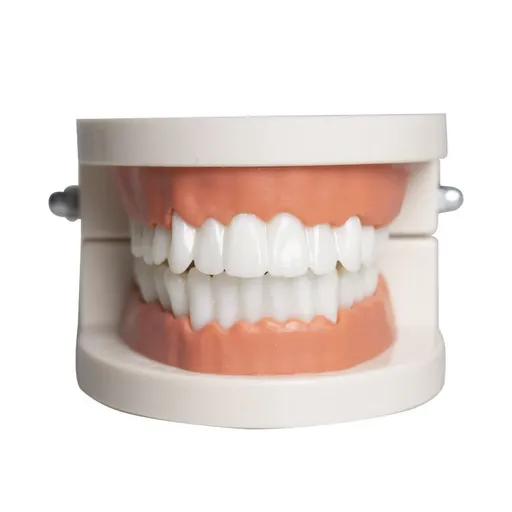 Standard Teeth Model, Kids Dental Teaching Brushing Model Teeth Study Supplies Adults Standard Typodont Demonstration