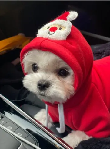 Pet Christmas Hoodie for Dogs Cats Polyester 314A Drawstring Christmas Sweatshirt Red Santa M (Chest: 47cm, Recommended for 9lb pets)
