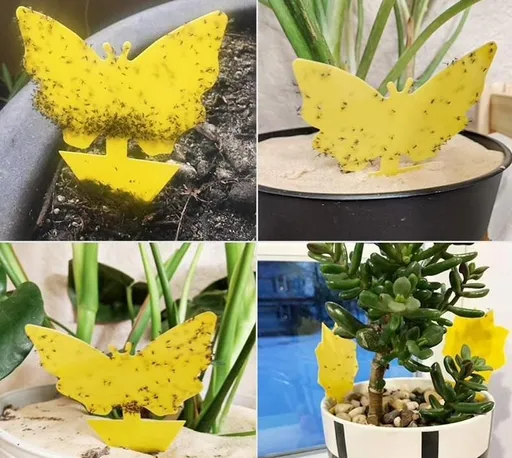 20-pack Fly Trap Flycatchers, Effective Butterfly Control