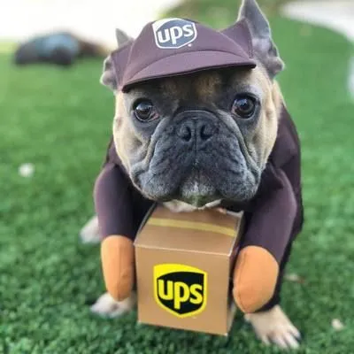 Pet Transformation Costume Hoodie for Dogs Cats Courier Coffee M (bust 50-60cm)