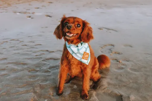 Designer Dog Bandana's