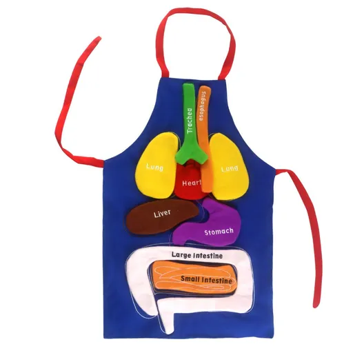 3D Organ Apron, Human Body Organs Apron Awareness Educational Tool Toy for Kids, Anatomy Costume Apron Plush Stuffed Viscera