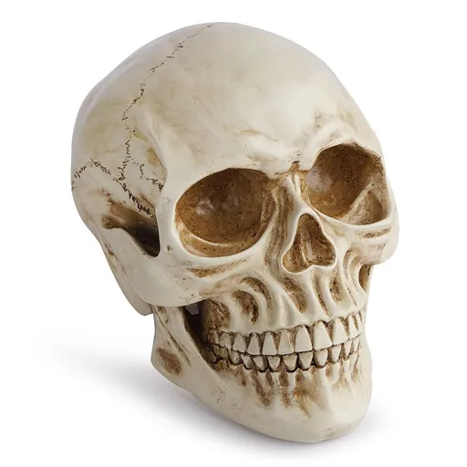 Life Size Human Skull Model 1:1 - Realistic, Halloween Human Skull Replica Model | Resin Human Skull Head Decoration Props