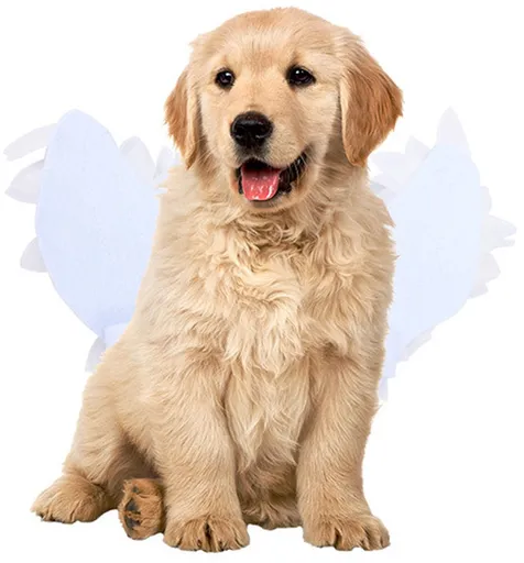 Dog costume M – Realistic wings, festive accessory