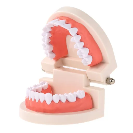 Dentures Dental Teeth Teaching Model Adult Gums Standard Demonstration Tool for Kindergarten Brushing Teaching
