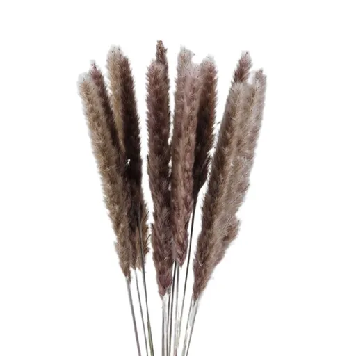 Small Dried Pampas Grass Phragmites Decoration Natural Small Pampas Grass Dried Flower Decoration Photography Props for Hotel Wedding