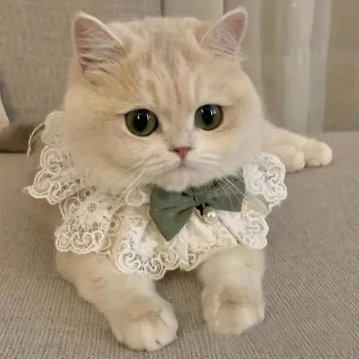 Cat Collar Lace Collar Cat Accessory Green Bow Pet Fashion High-Quality Pet - Green - Size S