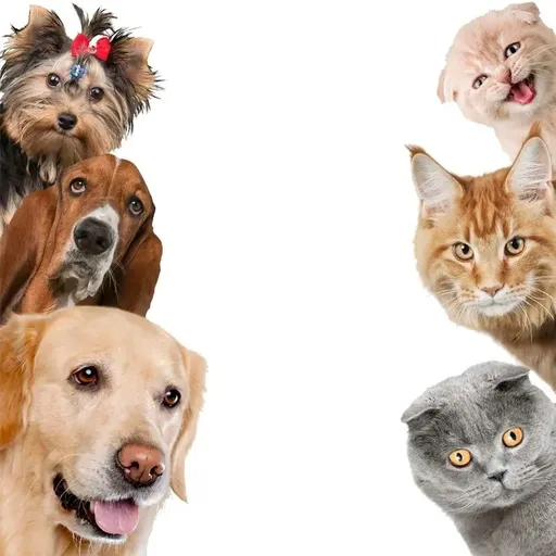 2pcs Dog and cat wall stickers, DIY art door stickers, animal murals, windows, kitchen shops, pet lovers, home gifts